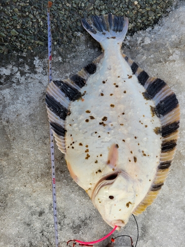 カワガレイの釣果