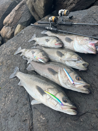 シーバスの釣果