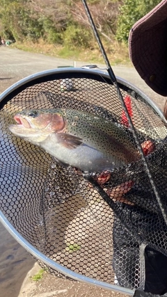 ニジマスの釣果