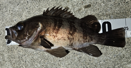 メバルの釣果