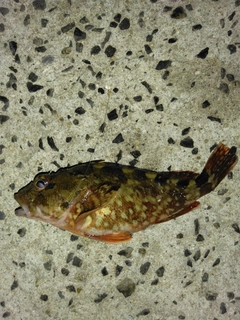 カサゴの釣果