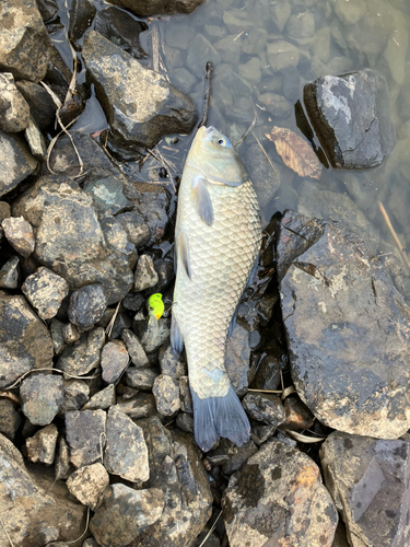 フナの釣果