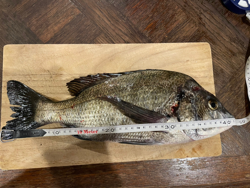 クロダイの釣果