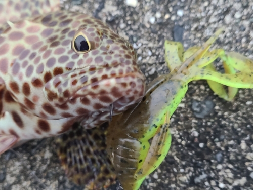 イシミーバイの釣果