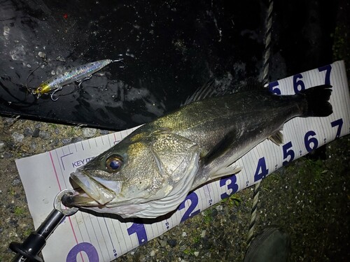 シーバスの釣果