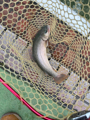 イワナの釣果