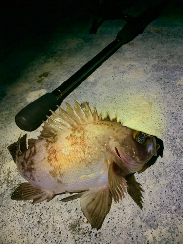 シロメバルの釣果