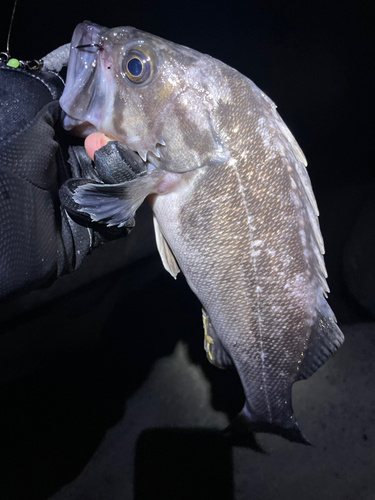 クロソイの釣果