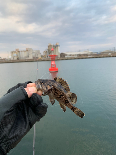 クロソイの釣果