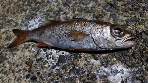 クロムツの釣果