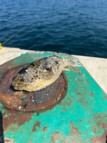 フグの釣果