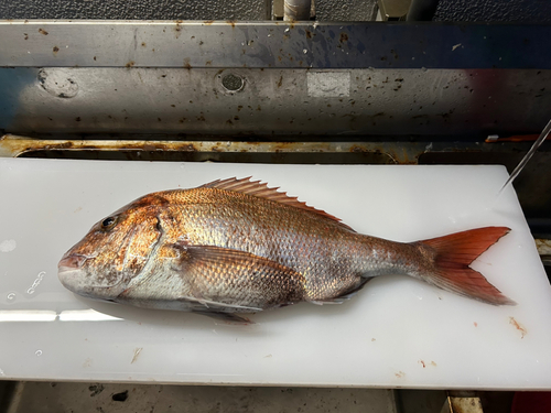 マダイの釣果