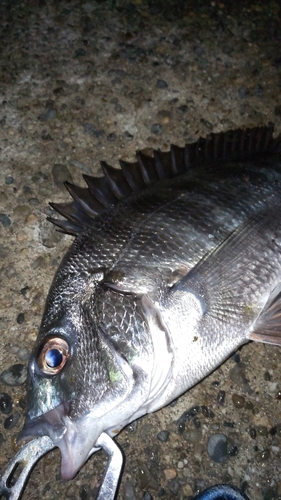 クロダイの釣果