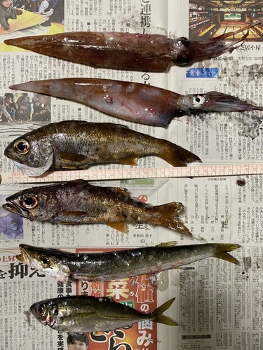 ササイカの釣果