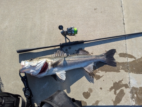 シーバスの釣果