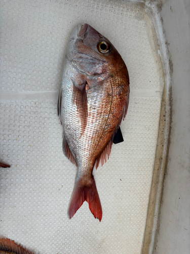 タイの釣果