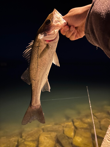 スズキの釣果