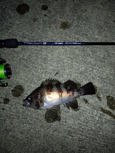 シロメバルの釣果