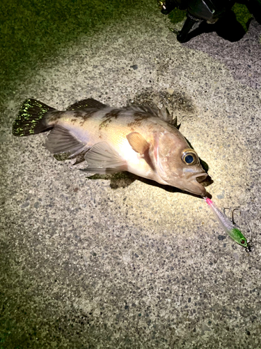 シロメバルの釣果