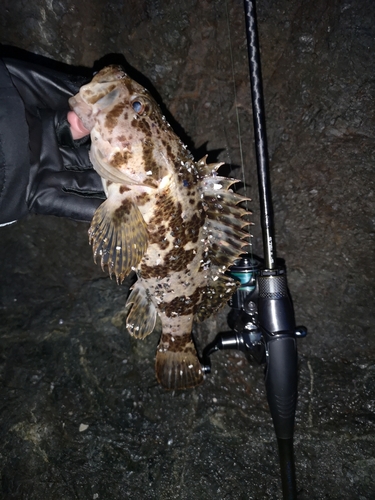 タケノコメバルの釣果