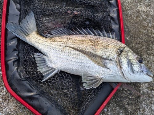 ミナミクロダイの釣果