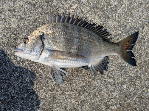 ミナミクロダイの釣果