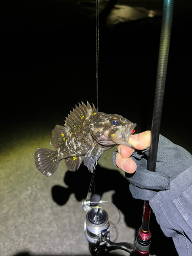 オウゴンムラソイの釣果