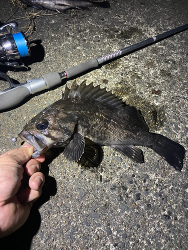 クロソイの釣果