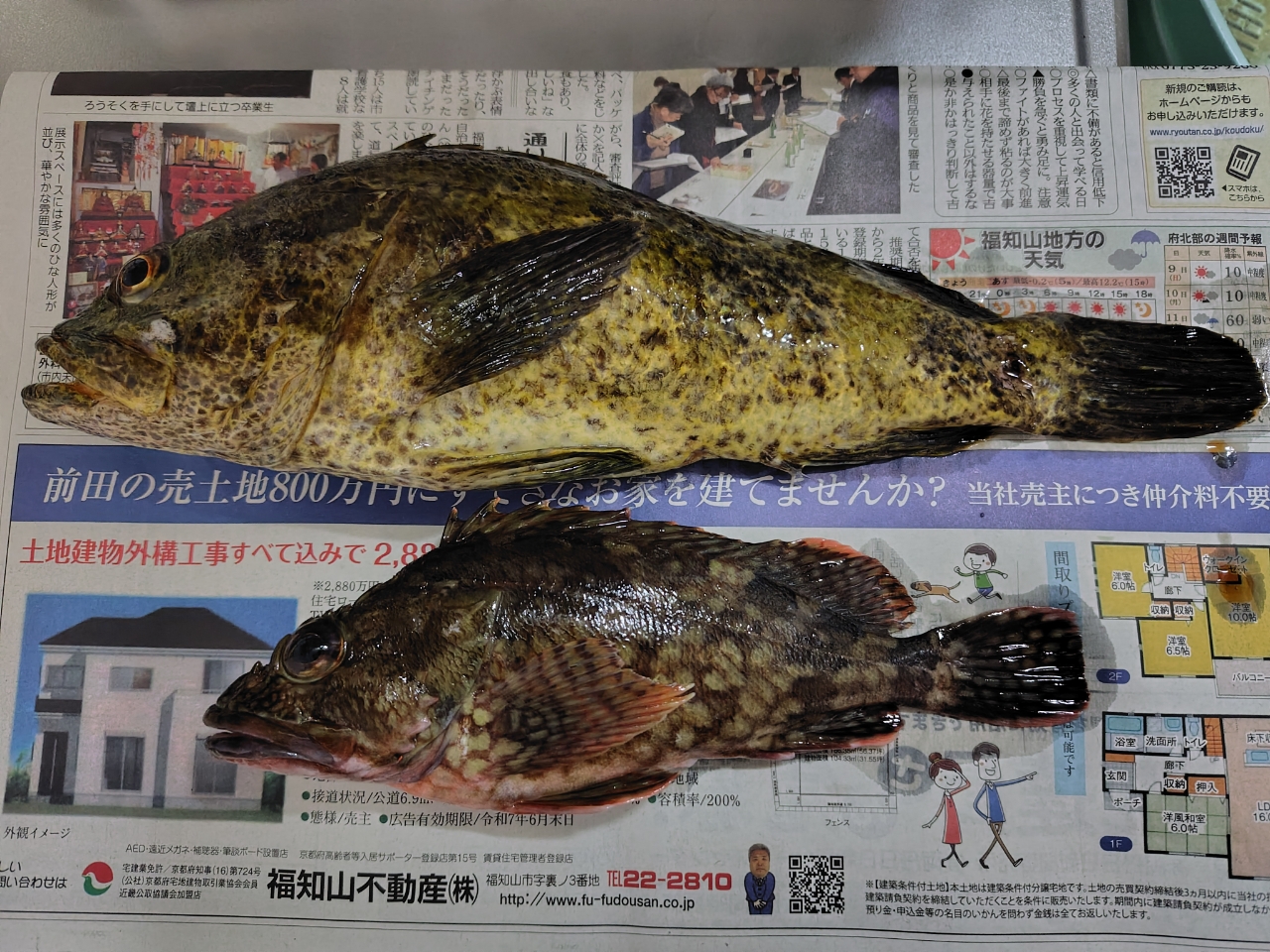 タケノコメバル