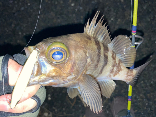 メバルの釣果