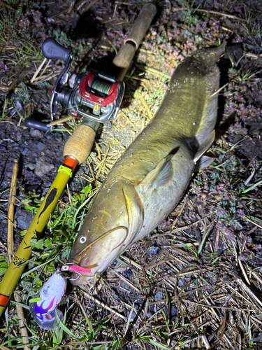 ナマズの釣果