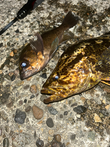 アカメバルの釣果