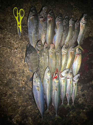 アジの釣果