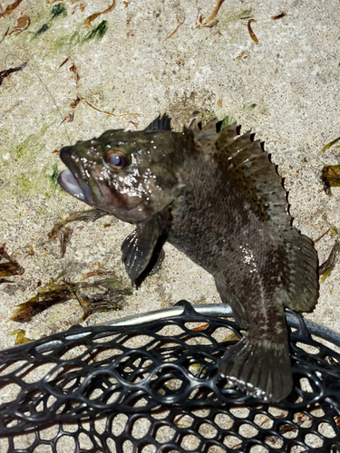 ソイの釣果