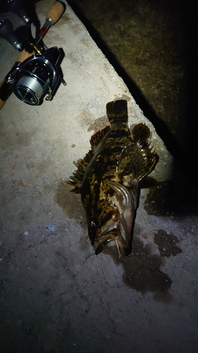 タケノコメバルの釣果