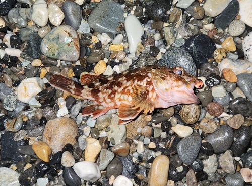 カサゴの釣果