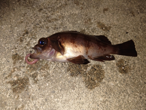 メバルの釣果