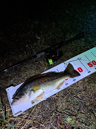 ブラックバスの釣果