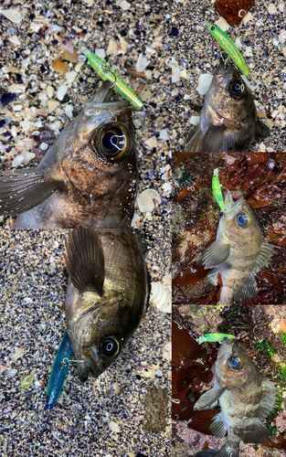 メバルの釣果