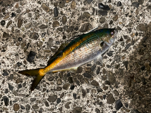 タカベの釣果