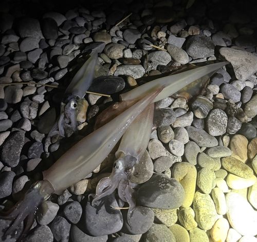 ヤリイカの釣果