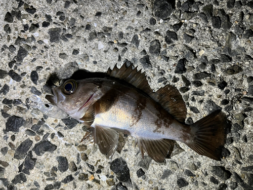 メバルの釣果