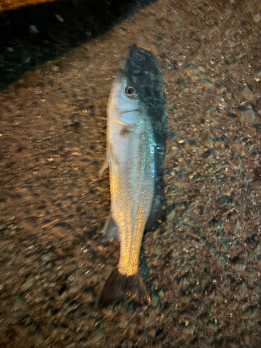 セイゴ（マルスズキ）の釣果