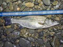 ヒラスズキの釣果