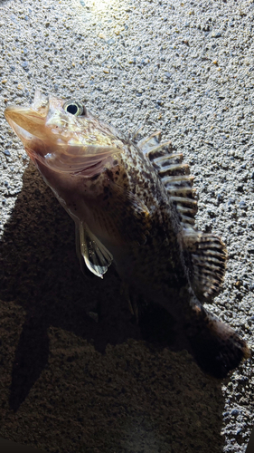 クロソイの釣果