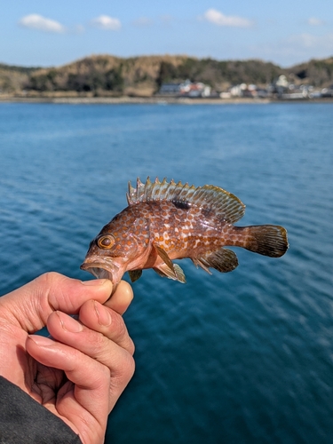 キジハタの釣果