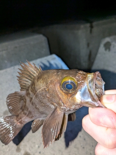 アカメバルの釣果