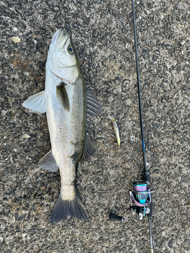 シーバスの釣果