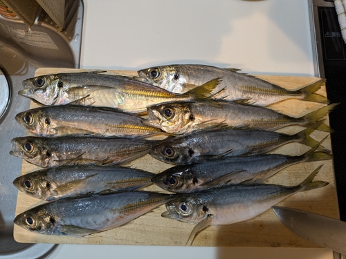 アジの釣果