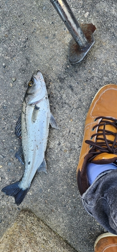 飯田湾